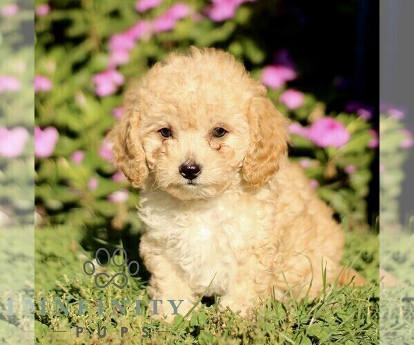 Medium Photo #1 Cavapoo Puppy For Sale in QUARRYVILLE, PA, USA