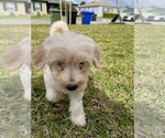 Small Photo #3 Golden Retriever-Goldendoodle Mix Puppy For Sale in WHITTIER, CA, USA