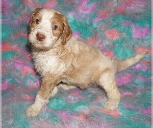 Labradoodle Puppy for sale in LA HABRA, CA, USA
