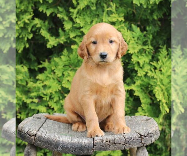 Medium Photo #3 Golden Irish Puppy For Sale in BLAIN, PA, USA