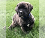 Puppy 2 Boxer-Golden Retriever Mix