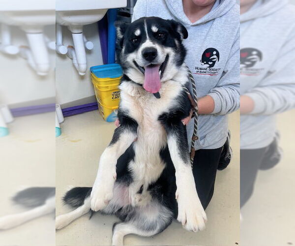 Medium Photo #2 Border Collie-Siberian Husky Mix Puppy For Sale in Webster, WI, USA