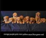 Small Photo #8 Irish Doodle Puppy For Sale in PRINCEVILLE, IL, USA