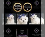 Puppy Cosmic Maltese