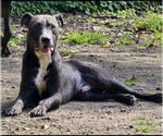 Small #8 American Pit Bull Terrier Mix