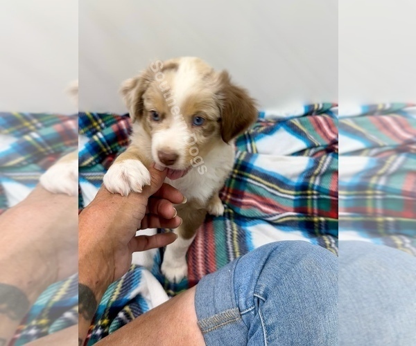 Medium Photo #4 Miniature Australian Shepherd Puppy For Sale in EXETER, MO, USA