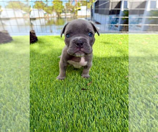 Medium Photo #2 Bulldog-Unknown Mix Puppy For Sale in Oakland Park , FL, USA