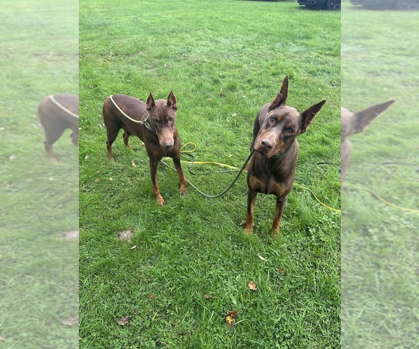 Medium Photo #1 Doberman Pinscher Puppy For Sale in ELLENVILLE, NY, USA
