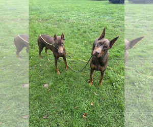 Doberman Pinscher Dogs for adoption in ELLENVILLE, NY, USA