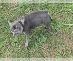 Small Photo #1 French Bulldog Puppy For Sale in GREENEVILLE, TN, USA