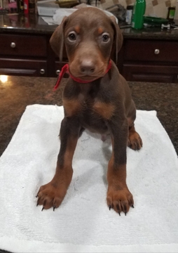 Medium Photo #1 Doberman Pinscher Puppy For Sale in LEAGUE CITY, TX, USA