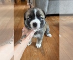 Puppy Gray Alaskan Husky-American Staffordshire Terrier Mix