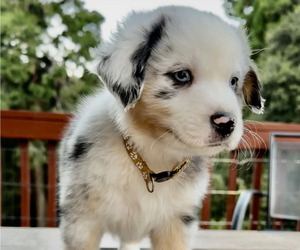 Miniature Australian Shepherd Puppy for sale in CRESTLINE, CA, USA