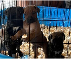 Cane Corso Puppy for sale in FAYETTEVILLE, NC, USA