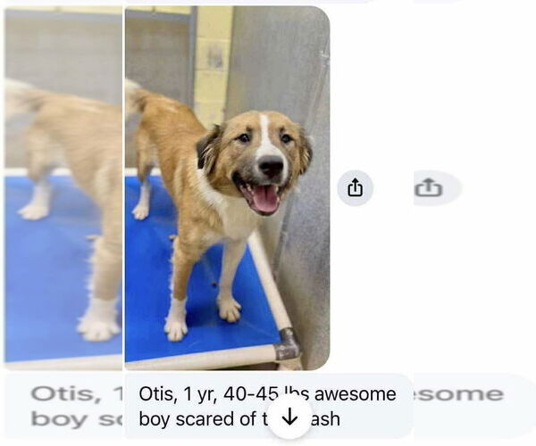 Medium Photo #2 Collie-Unknown Mix Puppy For Sale in Aurora, IN, USA