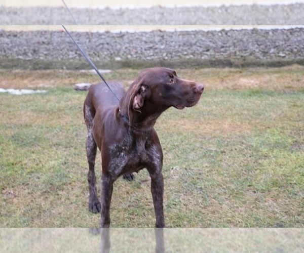 Medium Photo #1 German Shorthaired Pointer Puppy For Sale in SCHDY, NY, USA
