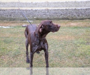 Mother of the German Shorthaired Pointer puppies born on 05/04/2023