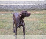 Small Photo #1 German Shorthaired Pointer Puppy For Sale in SCHDY, NY, USA