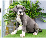 Small #10 Great Dane