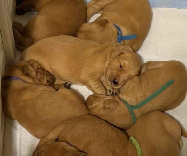 Medium Photo #4 Golden Retriever Puppy For Sale in SACRAMENTO, CA, USA