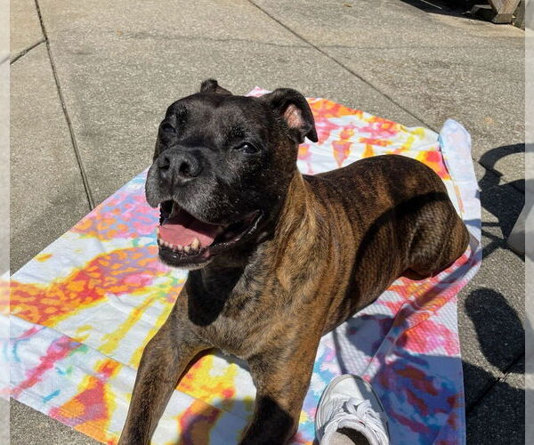 Medium Photo #2 Boxer-Unknown Mix Puppy For Sale in South Bend, IN, USA