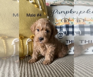Poochon Puppy for sale in MORAVIA, NY, USA