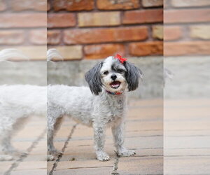 Shih Tzu-Unknown Mix Dogs for adoption in Sandy, UT, USA