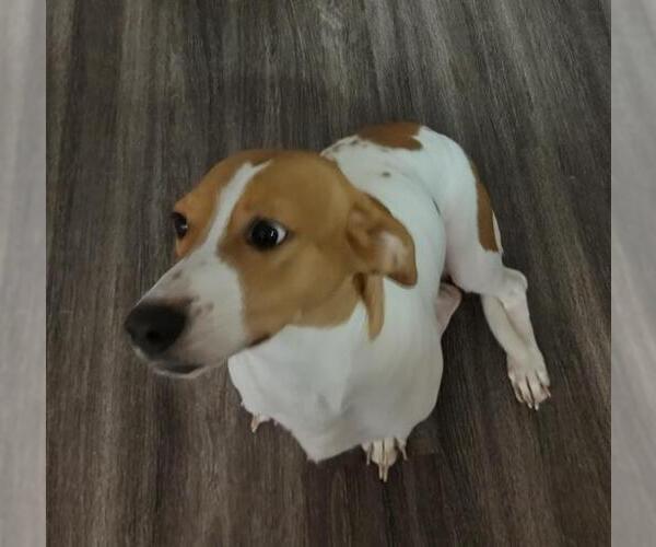 Medium Photo #1 Mutt Puppy For Sale in San Antonio, TX, USA