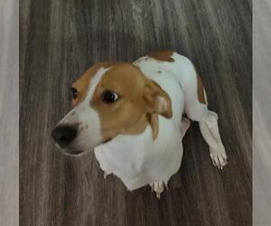 Mutt Dogs for adoption in San Antonio, TX, USA