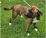 Small #1 Boxer Mix