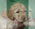 Small Photo #7 Goldendoodle (Miniature) Puppy For Sale in NORTH LIBERTY, IN, USA