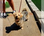 Small #3 Mutt
