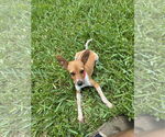 Small #1 Mutt
