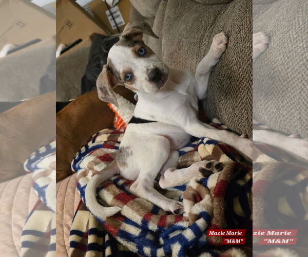 Medium Photo #9 Mutt Puppy For Sale in Oakhurst, NJ, USA