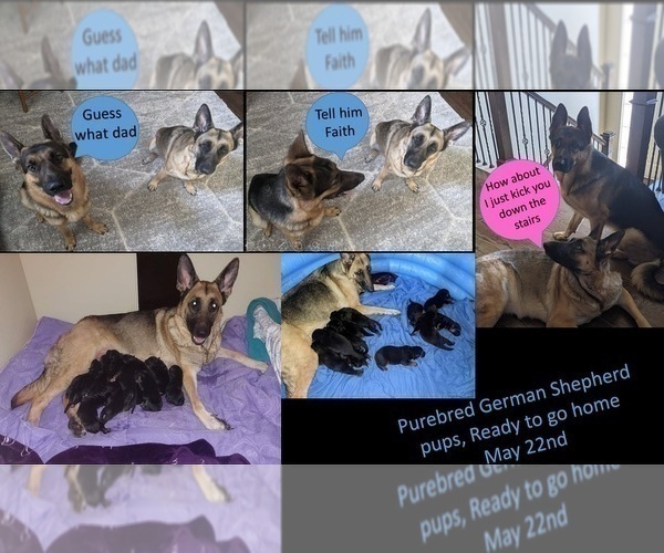 Medium Photo #3 German Shepherd Dog Puppy For Sale in KANSAS CITY, MO, USA