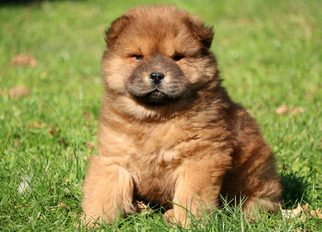 Chow Chow Puppy for sale in MOUNT JOY, PA, USA