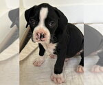 Small #1 Boxer
