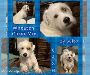 Medium Welsh Corgi-Wheaten Terrier Mix