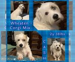 Small Welsh Corgi-Wheaten Terrier Mix