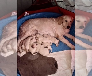English Cream Golden Retriever Litter for sale in BURNET, TX, USA