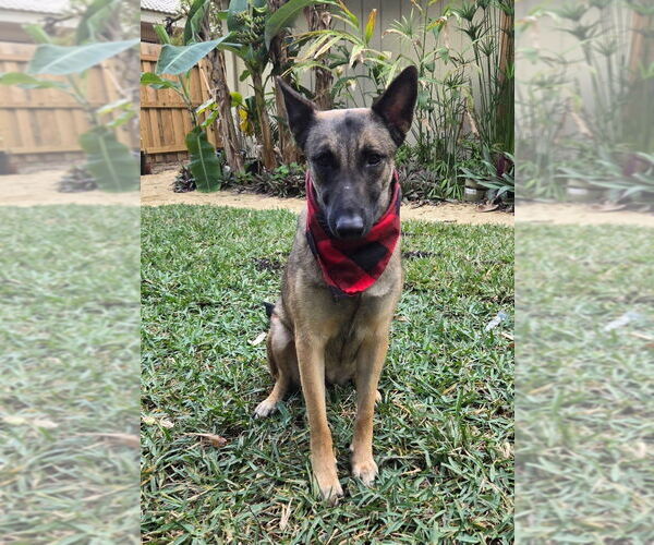 Medium Photo #14 Mutt Puppy For Sale in Imlay City, MI, USA