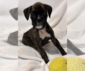 Boxer Puppy for sale in LANSING, MI, USA