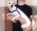 Small #2 Labrador Retriever Mix