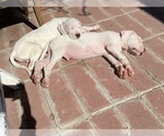 Small Photo #2 Dogo Argentino Puppy For Sale in SANTA PAULA, CA, USA