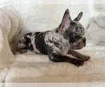 Small Photo #4 French Bulldog Puppy For Sale in OAKDALE, CA, USA