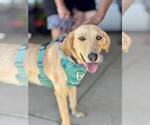 Small #11 Labrador Retriever Mix
