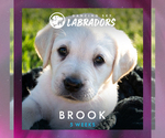 Small Photo #4 Labrador Retriever Puppy For Sale in ROOSEVELT, MN, USA