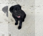 Puppy Blue Male German Shepherd Dog