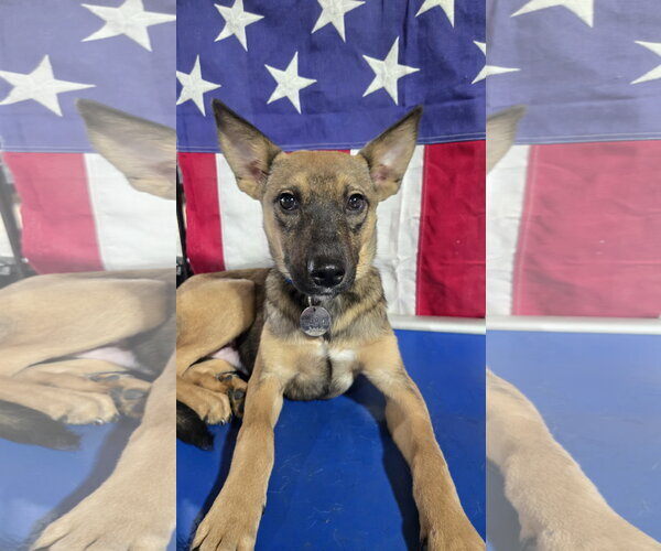 Medium Photo #1 German Shepherd Dog-Unknown Mix Puppy For Sale in Centreville, VA, USA