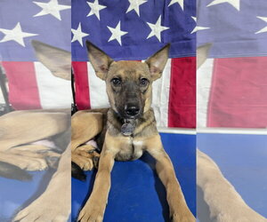 German Shepherd Dog-Unknown Mix Dogs for adoption in Centreville, VA, USA